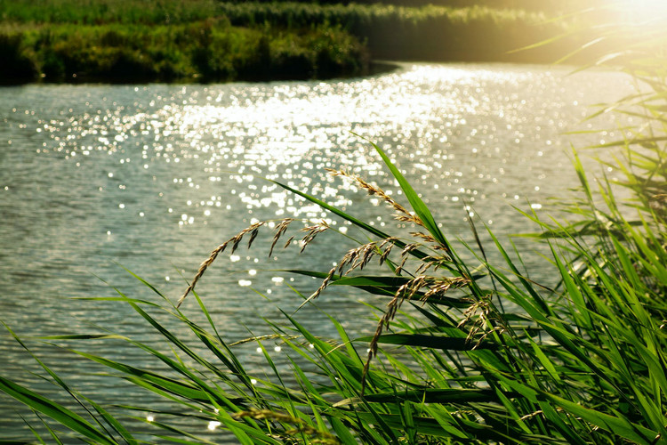 氨氮